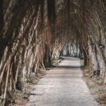 a path lined with trees creating a natural tunnel effect