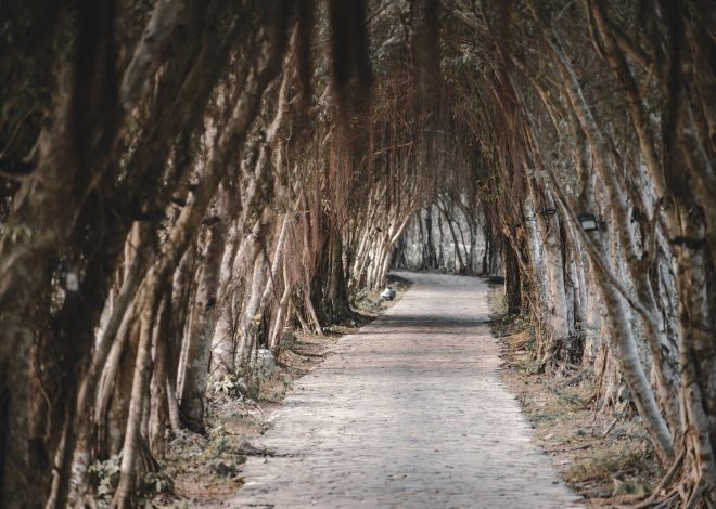 Exploring a Professional Growth Path Through Innovation and Dedication