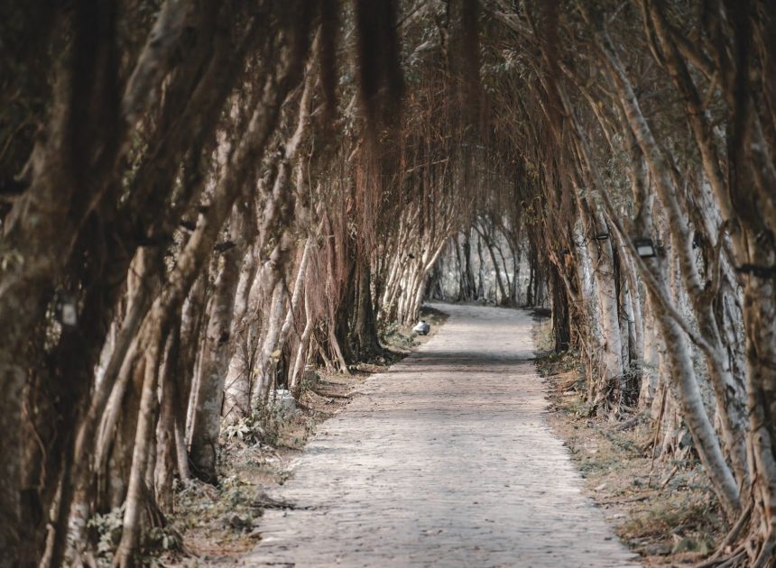 Exploring a Professional Growth Path Through Innovation and Dedication
