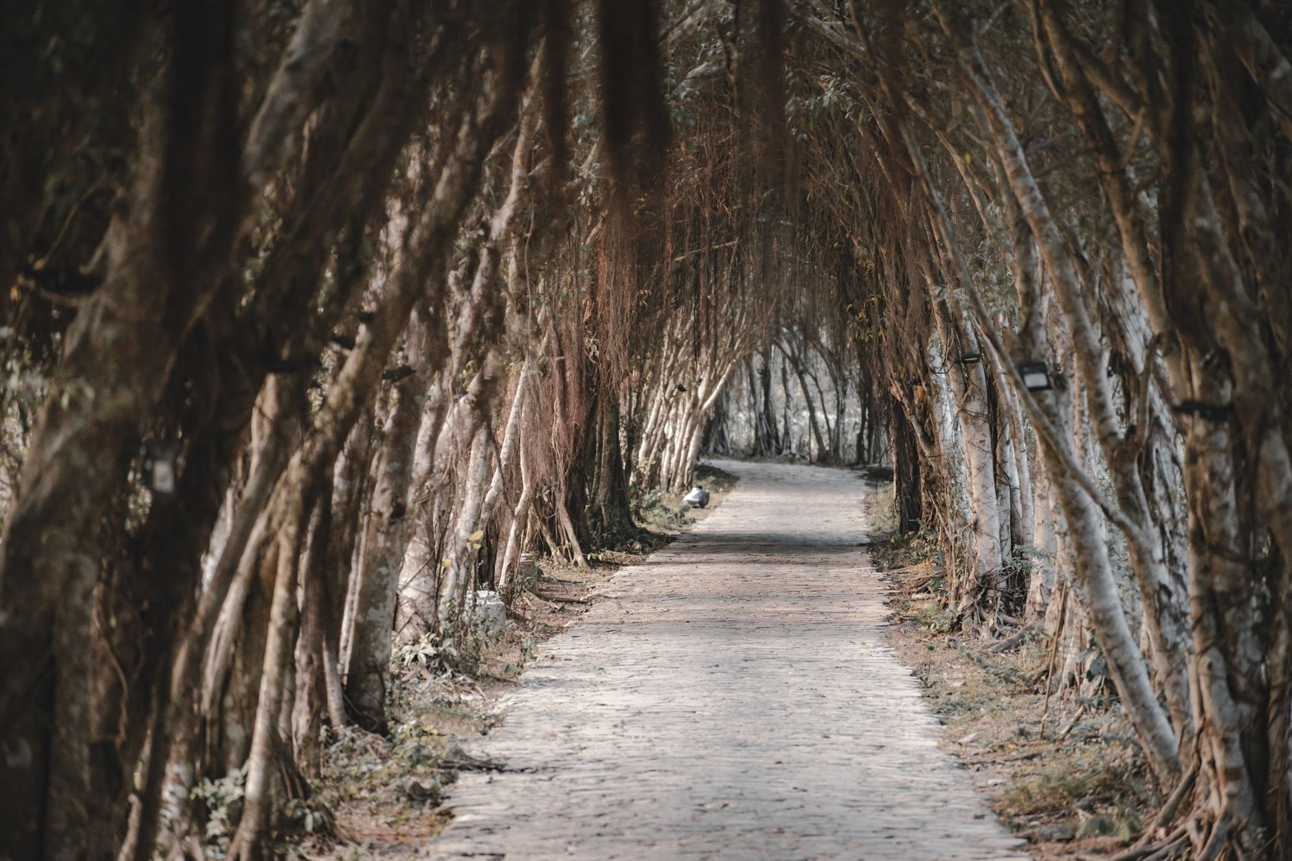 Exploring a Professional Growth Path Through Innovation and Dedication