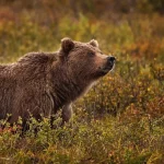 A bear in a natural landscape filled with greenery and autumn colors.